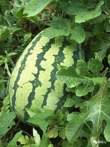 施庄吃瓜,揭秘娱乐圈背后的那些事儿