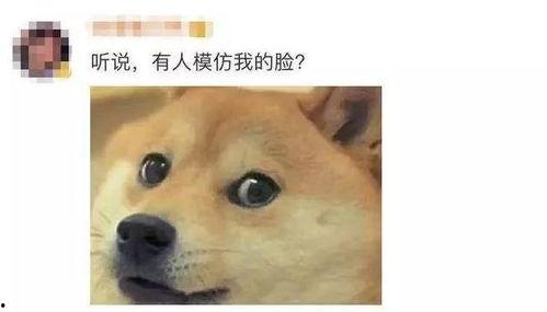 狗头粉丝吃瓜站,揭秘娱乐圈幕后风云