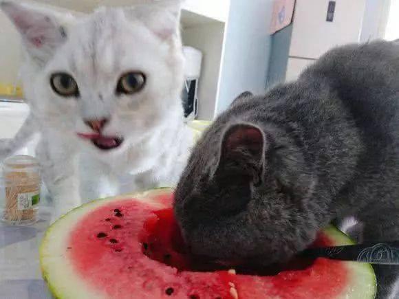 找瓜吃的猫,跟随找瓜吃的猫探寻美食之旅