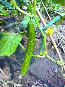 吃瓜的萝卜,揭秘瓜农的甜蜜生活