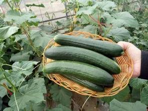 百乔女友吃瓜,揭秘娱乐圈背后的甜蜜与争议