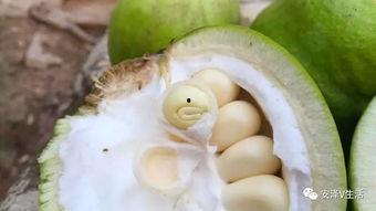 安泽县吃瓜,瓜果飘香，品味乡村田园生活