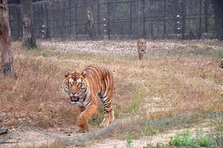 大老虎吃瓜,揭秘权力场上的隐秘故事