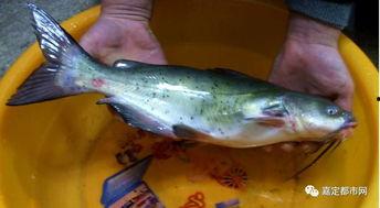 鲶鱼吃瓜,揭秘网络热点的幕后真相