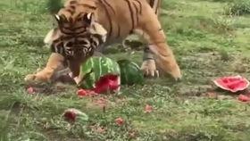 吃瓜的豹,揭秘动物界的“美食侦探”