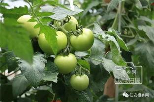 春分秋月吃瓜,传统节令美食之旅