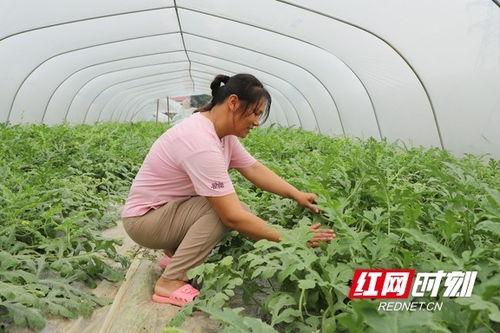 大棚老鼠吃瓜,老鼠的美食诱惑与防治策略