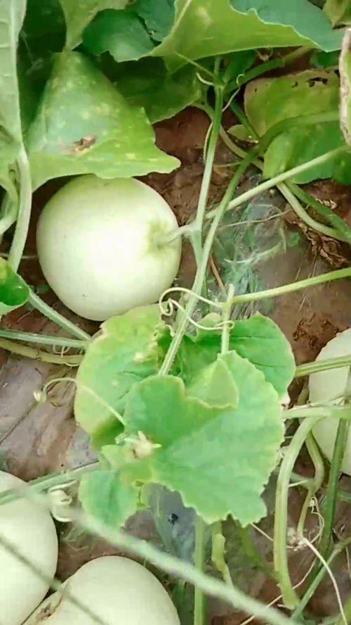 只吃种子不吃瓜的瓜,揭秘只吃种子不吃瓜的奇妙现象