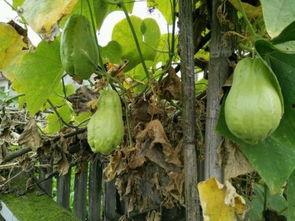 蒲耳瓜怎么吃,探索美味与营养的完美融合