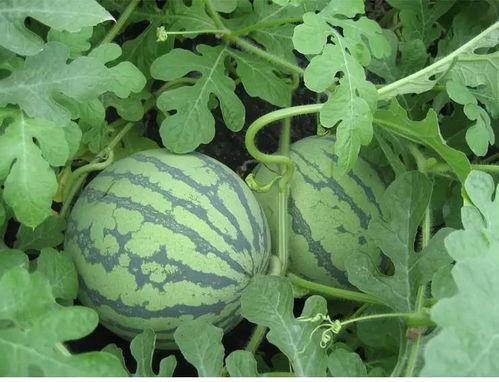 吃瓜野草莓,吃瓜者的野趣之旅