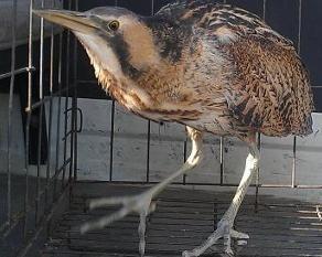 尖嘴小动物吃瓜,尖嘴小精灵的甜蜜瓜果盛宴