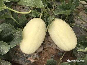 生机吃瓜,吃瓜乐趣无限