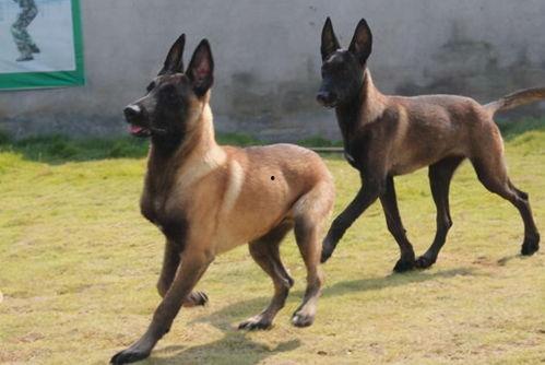 马犬吃瓜吗,揭秘狗狗的世界，它们真的会吃瓜吗？