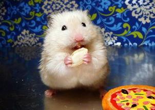 仓鼠可以吃籽瓜吗,籽瓜在仓鼠食谱中的地位