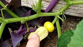 瓜花咋吃,解锁多样吃法，尽享美味时光