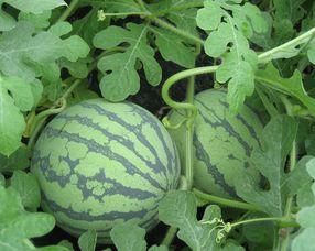 孕妇可以吃小麦瓜么  第3张