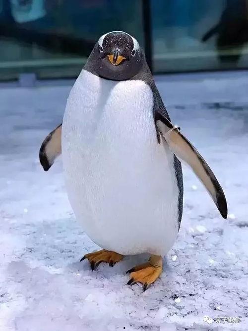 企鹅吃瓜q,揭秘动物界的“吃瓜群众”  第3张