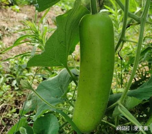 小孩吃瓠子瓜,儿童食用瓠子瓜的益处与注意事项 第2张 小孩吃瓠子瓜,儿童食用瓠子瓜的益处与注意事项 第2张