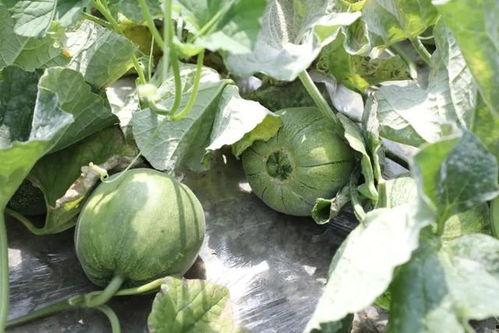 吃瓜什么季节好吃,揭秘夏季最佳吃瓜时光