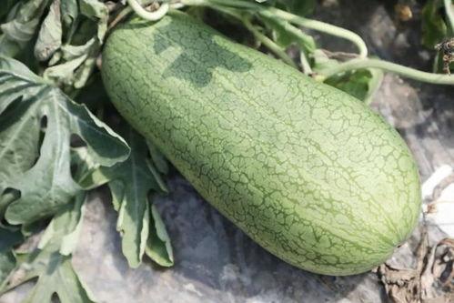 吃瓜什么季节好吃,揭秘夏季最佳吃瓜时光 第2张 吃瓜什么季节好吃,揭秘夏季最佳吃瓜时光 第2张