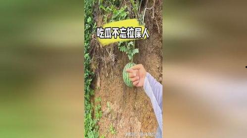吃瓜后大便 第2张 吃瓜后大便 第2张