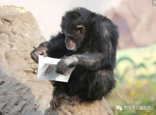 吃瓜七颗猩猩,揭秘热带雨林中的趣味生活