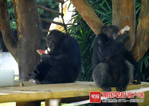 吃瓜七颗猩猩,揭秘热带雨林中的趣味生活 第3张 吃瓜七颗猩猩,揭秘热带雨林中的趣味生活 第3张