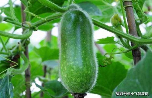 节瓜和茄瓜能一起吃吗,节瓜与茄瓜搭配食用指南