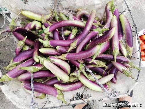 节瓜和茄瓜能一起吃吗,节瓜与茄瓜搭配食用指南 第2张 节瓜和茄瓜能一起吃吗,节瓜与茄瓜搭配食用指南 第2张