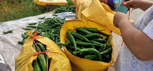 吃瓜群众小辣椒,揭秘吃瓜群众的麻辣视角  第3张