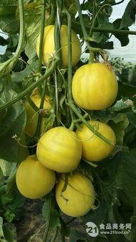 株洲红红吃瓜号 第3张 株洲红红吃瓜号 第3张