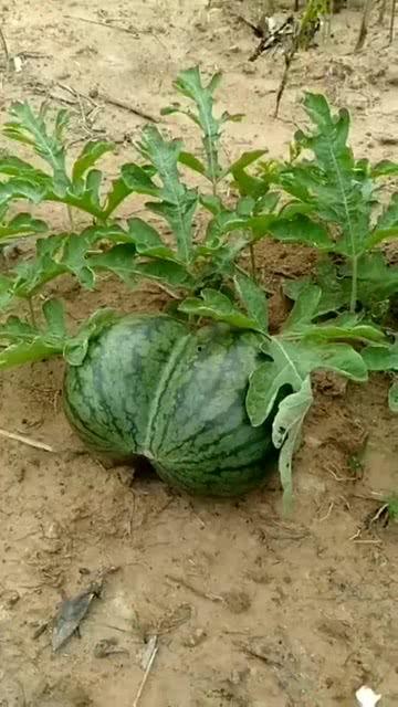 吃瓜吃自己身上吉利  第2张