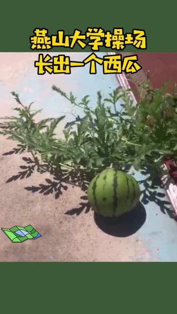 吃瓜大学  第2张