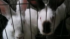 刘大瓜吃兔,一场美食与冒险的奇幻之旅 第3张 刘大瓜吃兔,一场美食与冒险的奇幻之旅 第3张