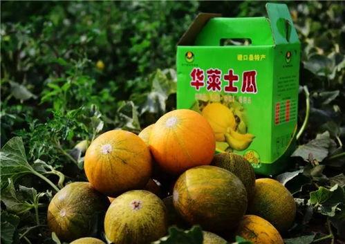 吃华莱士蜜瓜,华莱士蜜瓜的独特魅力与美味体验  第2张