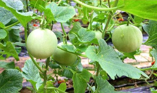 陕西国防吃瓜,吃瓜群众视角下的军旅生活点滴  第2张