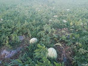 陕西国防吃瓜,吃瓜群众视角下的军旅生活点滴  第3张